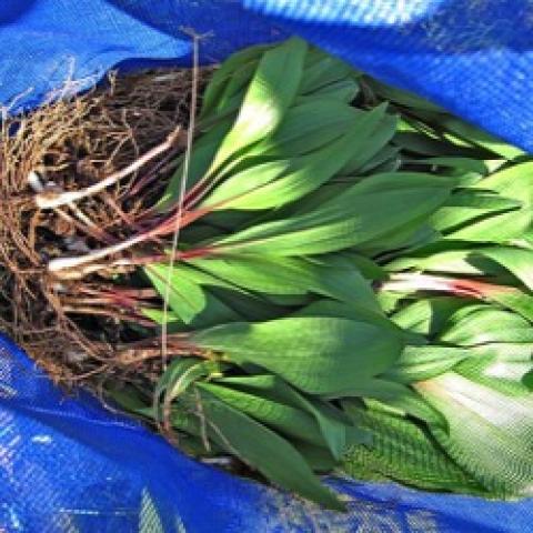 Ramps--wide, flat green leaves connect to narrow pink then white stem