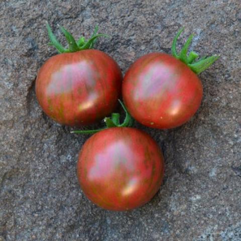 Purple Bumblebee cherry tomato, dark red