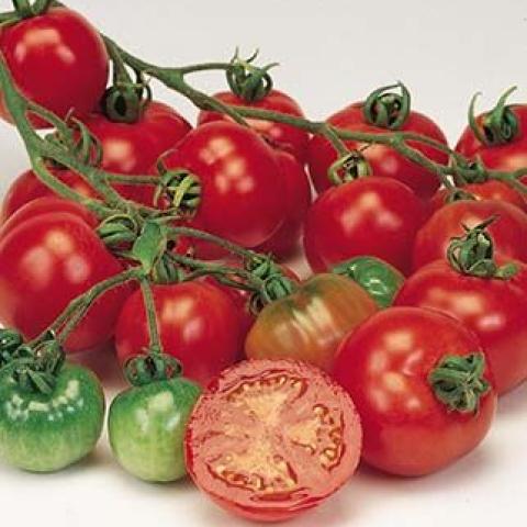 Tomato, Heirloom - Rimac | Friends School Plant Sale