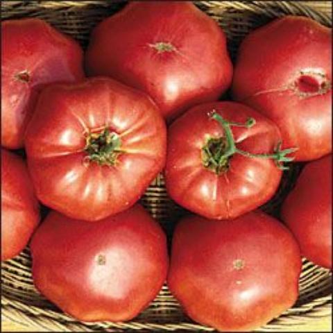 Tomato, Heirloom - Brandywine