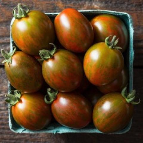 Organic Berkeley Pink Tie-Dye Tomato - Fruition Seeds