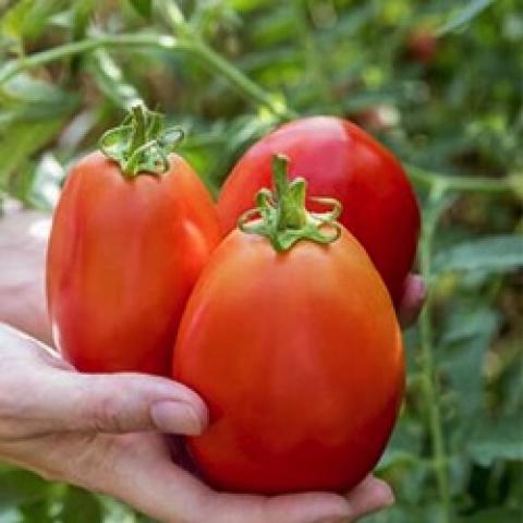 Tomato, Other - Midnight Snack | Friends School Plant Sale