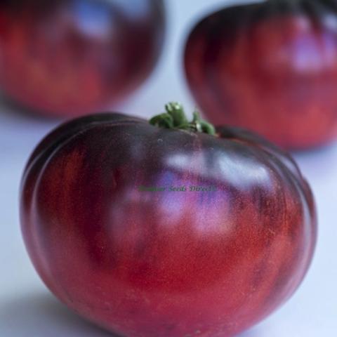 Tomato - Big Mama F1 - Premier Seeds Direct