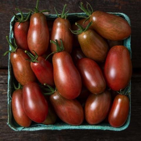 Tomato, Other - Minibel | Friends School Plant Sale