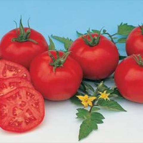 Bright red tomatoes, Moskovich