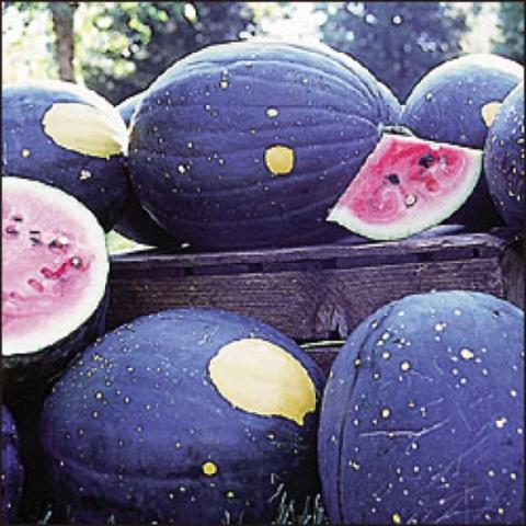 Watermelon 'Moon and Stars' dark rinds, yellow spots, red flesh