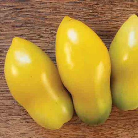 Yellow Icicle tomato, elongated and pointed